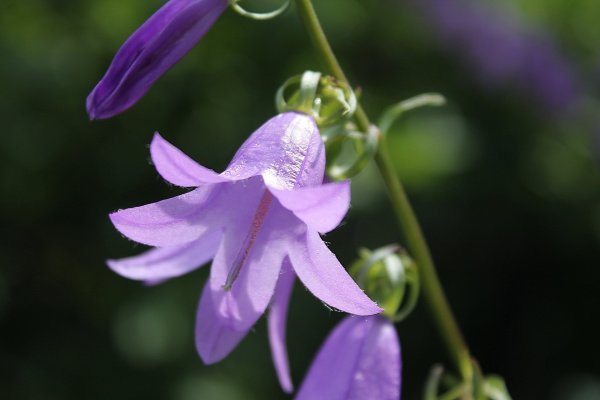 Колокольчик Кампанула Lilac