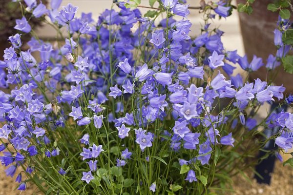 Колокольчик Campanula