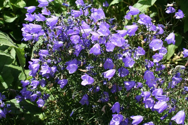 Колокольчик персиколистный (Campanula persicifolia)