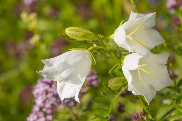 Колокольчик Макашвили - Campanula makaschvilii