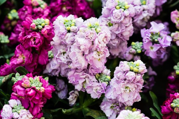 Левкой (Matthiola)