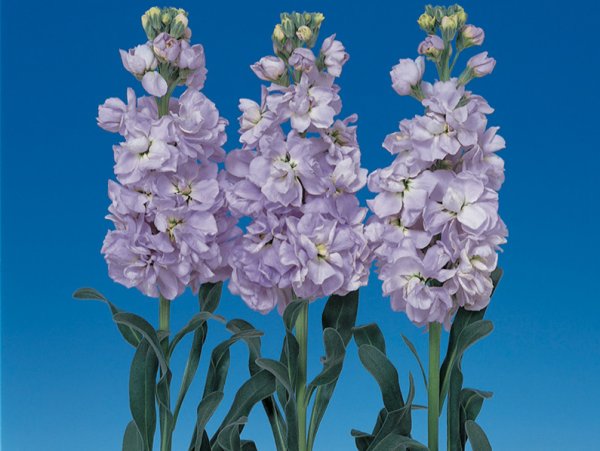 Левкой (Matthiola)