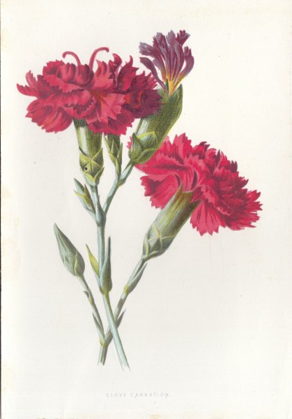 Гвоздика Botanical