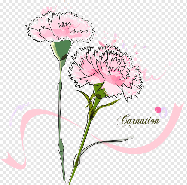 Гвоздика рисунок