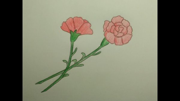 Гвоздики для срисовки