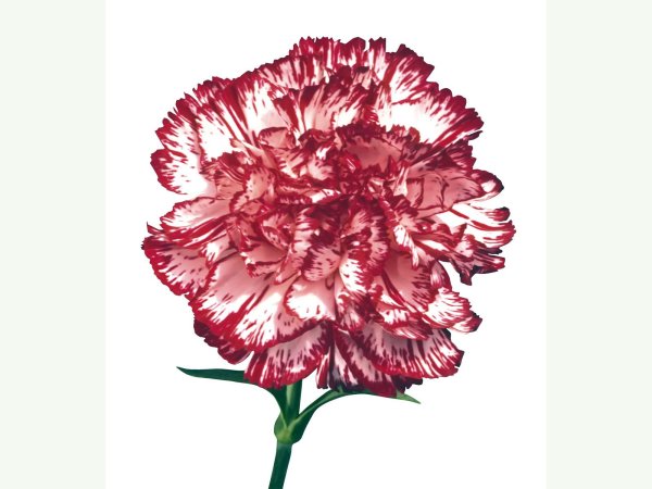 Гвоздика (Dianthus) шоугёрл