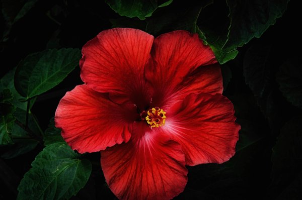 Гибискус (Hibiscus).