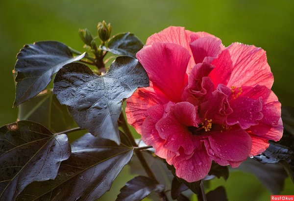 Гибискус (Hibiscus).