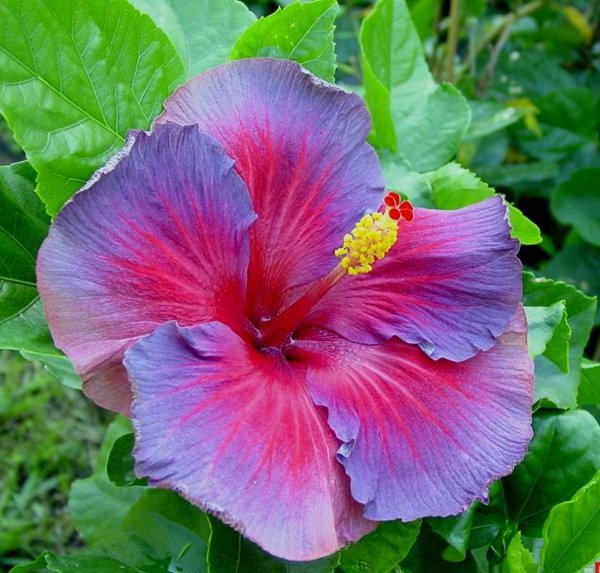 Гибискус (Hibiscus).
