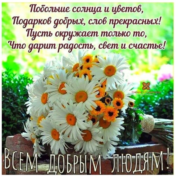 Открытки с ромашками