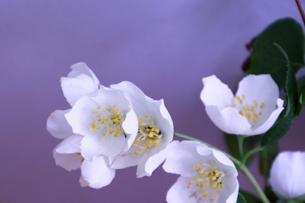 Жасмин Flower
