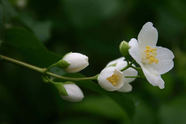 Цветок жасмина Jasminum