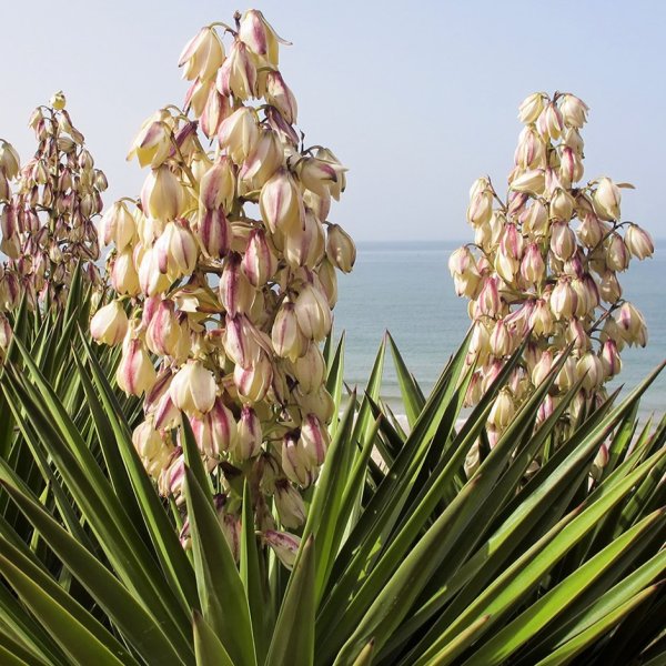 Юкка нитчатая (Yucca filamentosa)