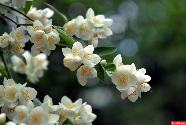 Цветок жасмина Jasminum