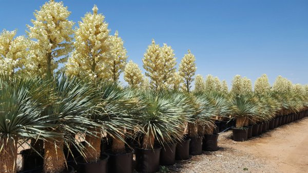 Юкка (Yucca)