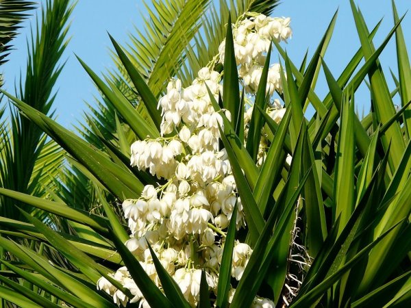 Юкка (Yucca)