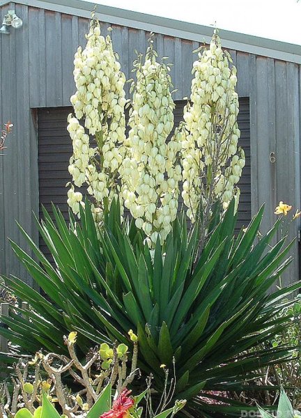 Юкка нитчатая (Yucca)