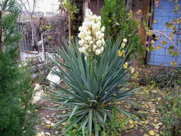Юкка алоэлистная (Yucca aloifolia)