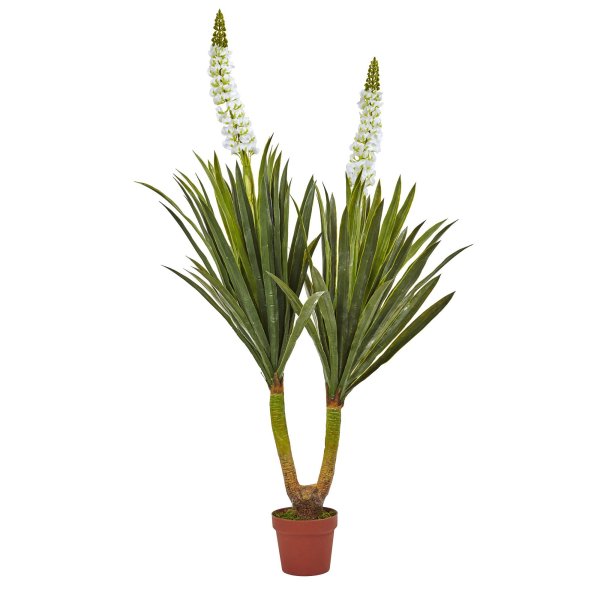 Юкка славная (Yucca Gloriosa)