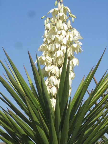 Юкка алоэлистная (Yucca aloifolia)