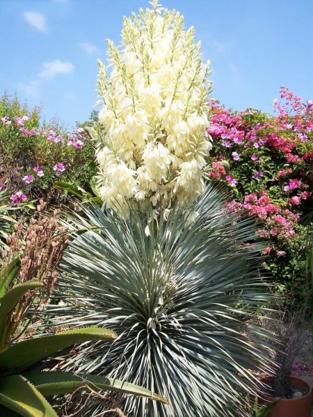Юкка отвороченнолистная (Yucca recurvifolia)
