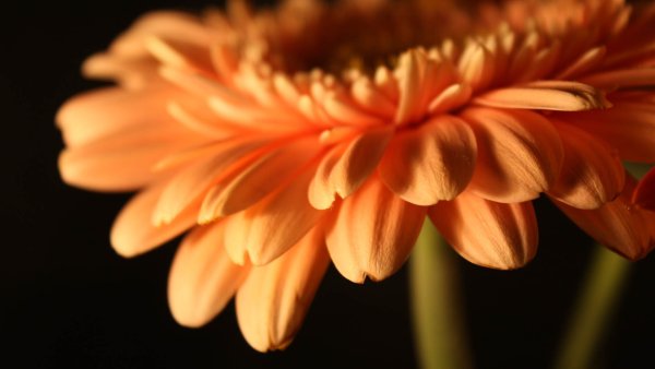 Хризантема Willem Orange