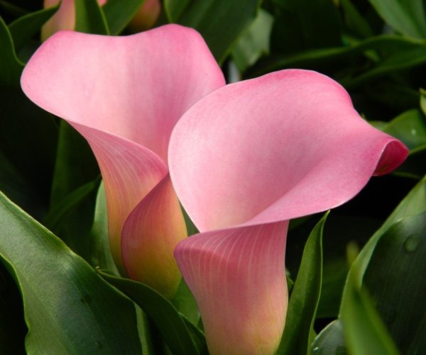 Калла (Zantedeschia) Самур