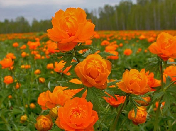 Сибирская купальница азиатская