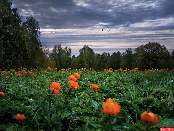 Купальница Горная Шория