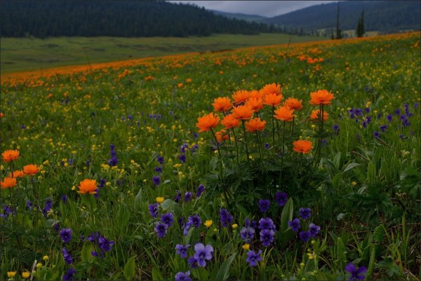 Жарки Хакасия