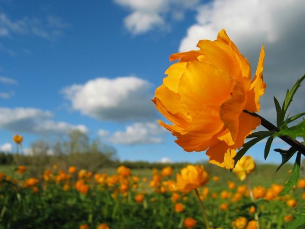 Цветение Купальницы
