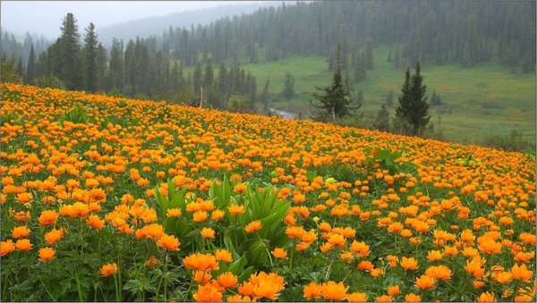 Цветы огоньки Забайкалья