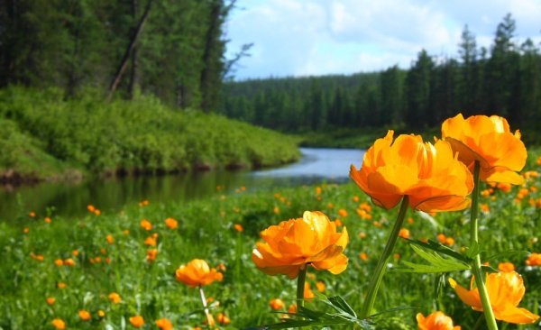 Купальница водяная