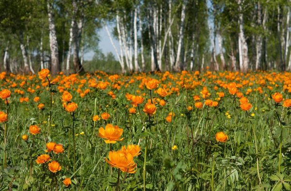 Сибирские цветы огоньки жарки