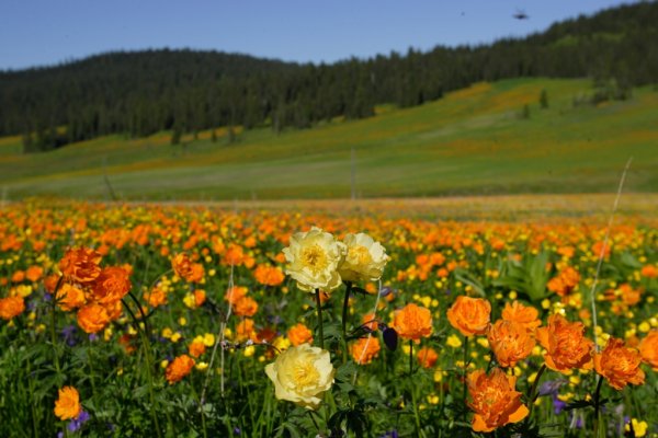 Купальница Алтайского края