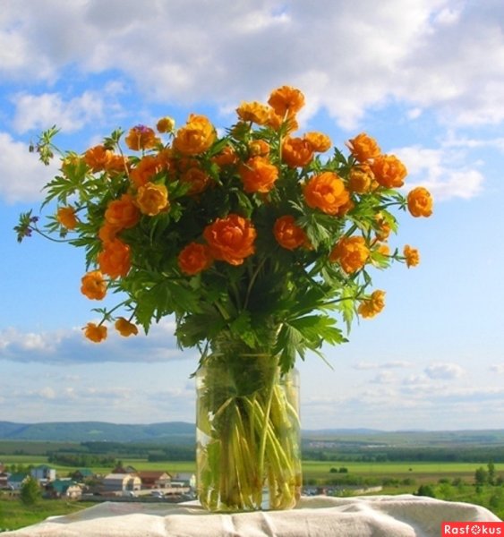 Букет Жарков