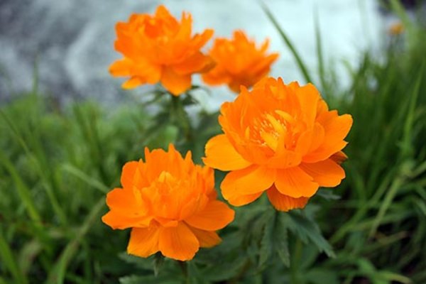 Купальница азиатская жарок