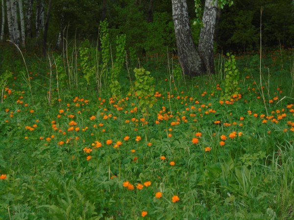Жарки,огоньки цветы Забайкалья
