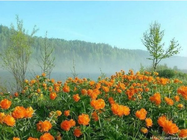 Цветы жарки Сибирские