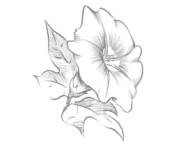 Рисунки цветов карандашом