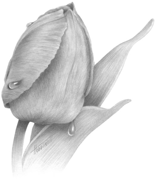Рисунки цветов карандашом