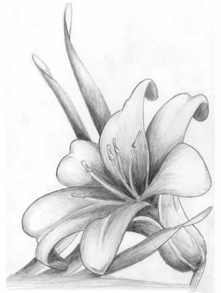Рисунки цветов карандашом