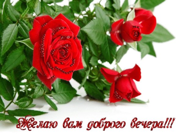 Добрый вечер с розами