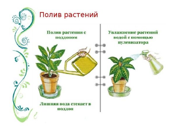 Полив комнатных растений схема