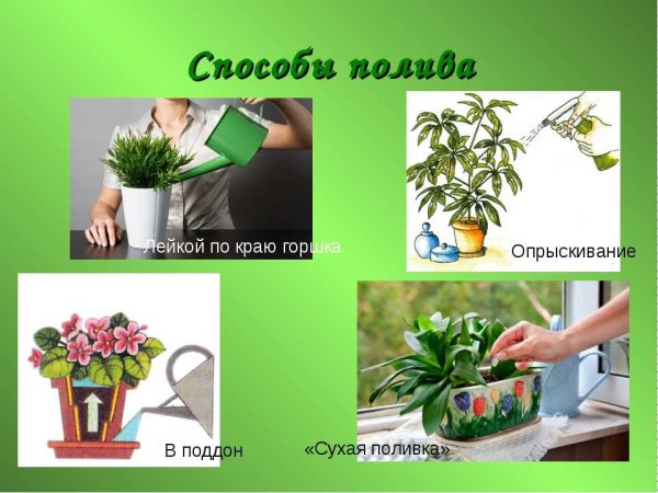 Поливка комнатных растений