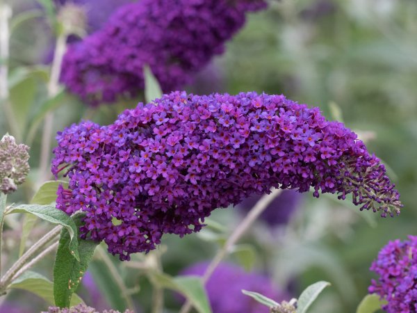 Буддлея Давида Buddleja davidii