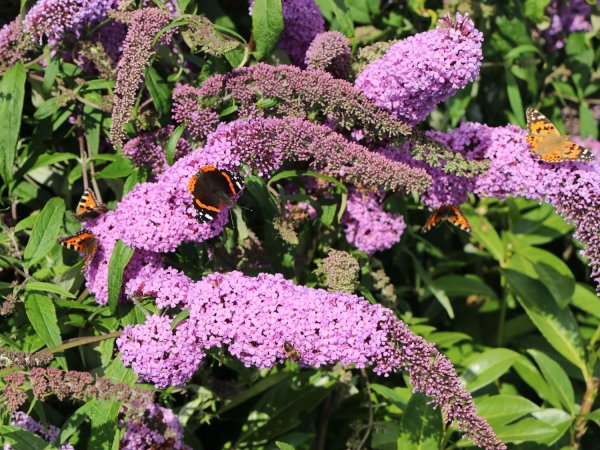 Буддлея шаровидная Buddleja globosa