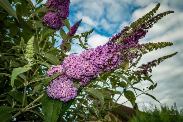 Буддлея Давида Buddleja davidii
