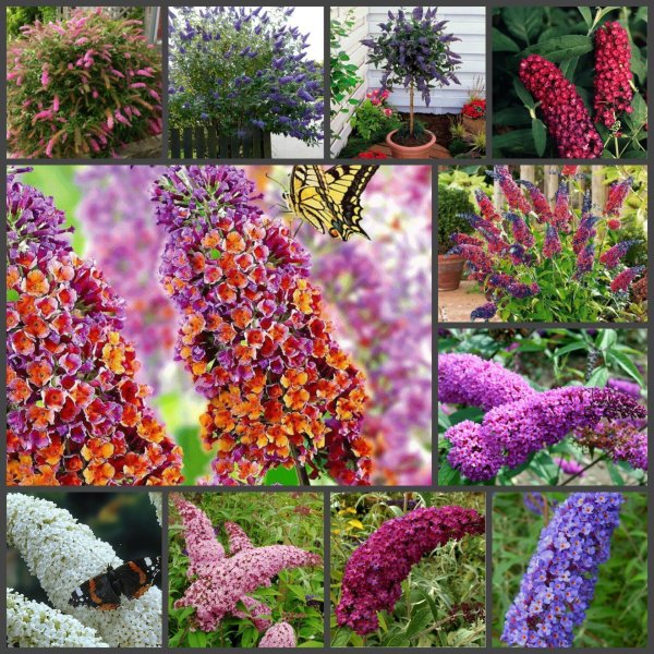 Буддлея Давида Buddleja davidii
