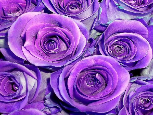 Lilac Topaz роза
